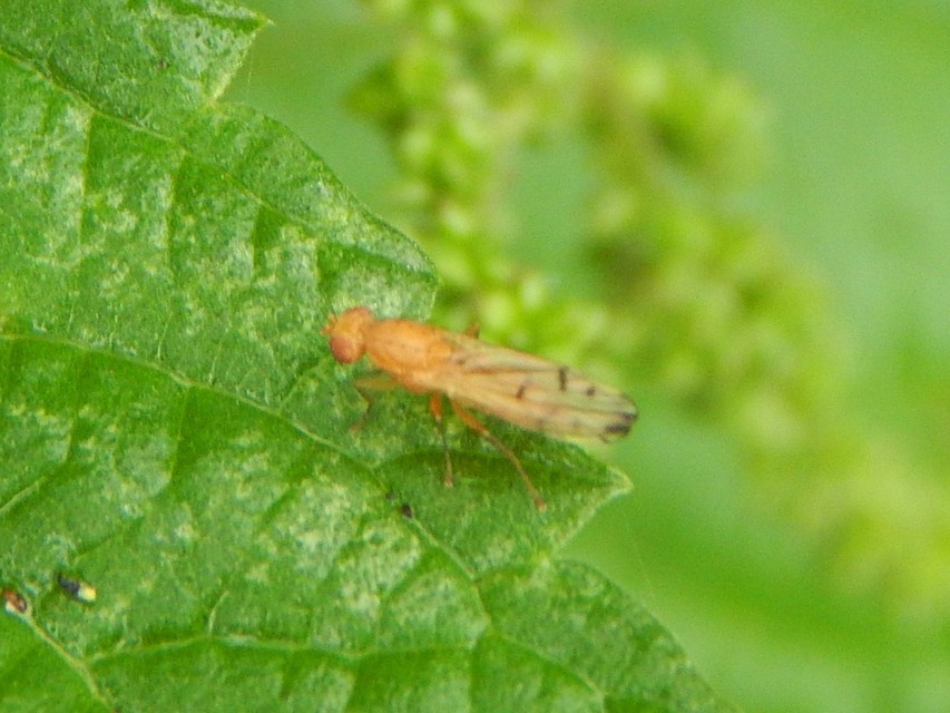 Opomyza florum