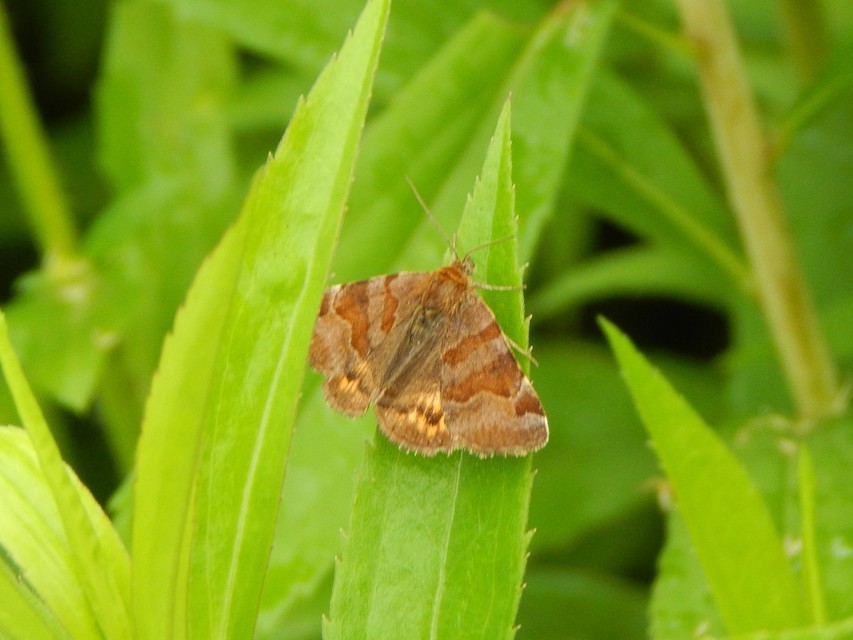 Euclidia glyphica - közönséges nappalibagoly