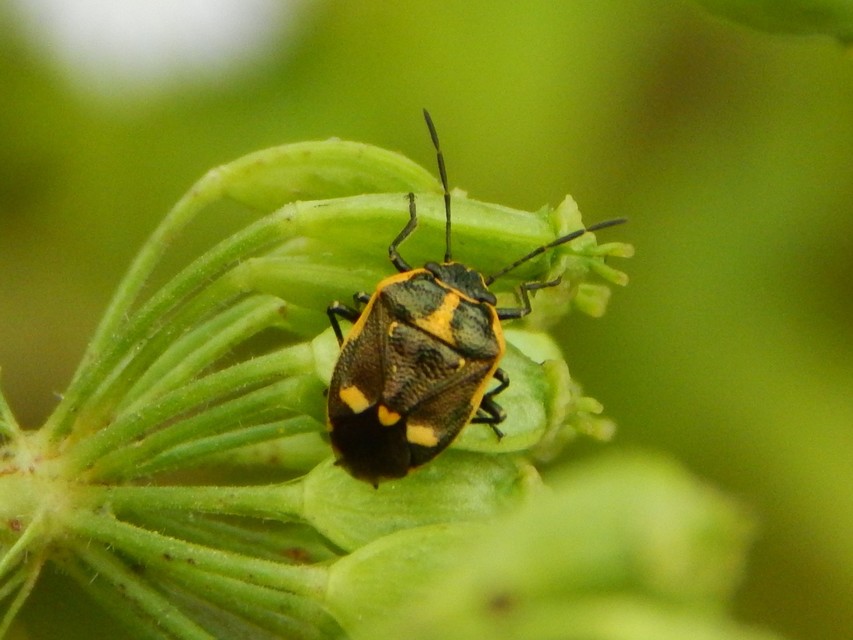 Eurydema oleracea - paréjpoloska Eurydema oleracea - paréjpoloska