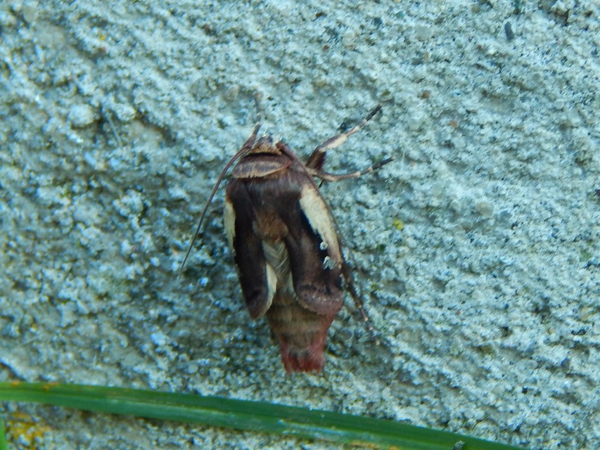 Ochropleura plecta - fehérszegélyű fűbagoly