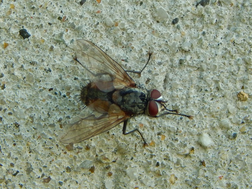 Calliphoridae - dongólegyek