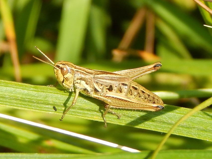 Pseudochorthippus parallelus - közönséges rétisáska
