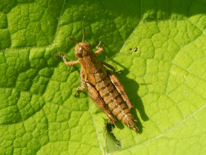 Pezotettix giornae - kis hegyisáska