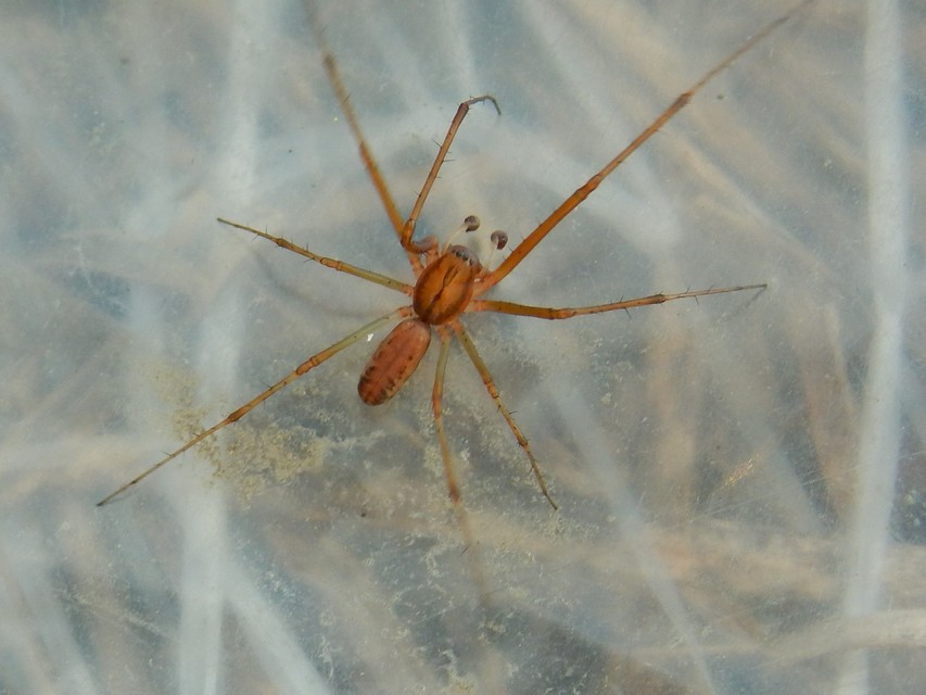 Linyphia triangularis - háromszöges vitorláspók