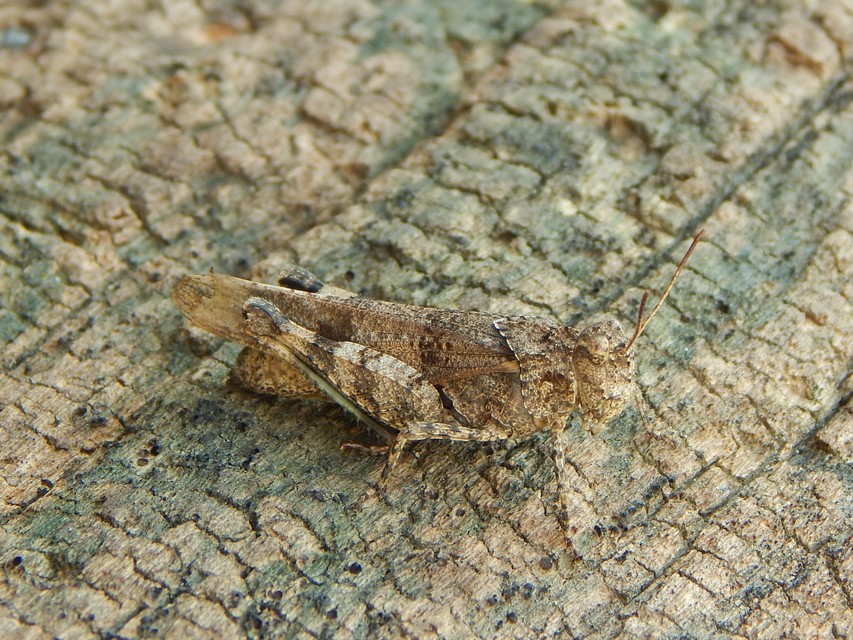 Oedipoda caerulescens - kékszárnyú sáska