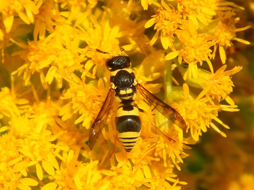 Ancistrocerus