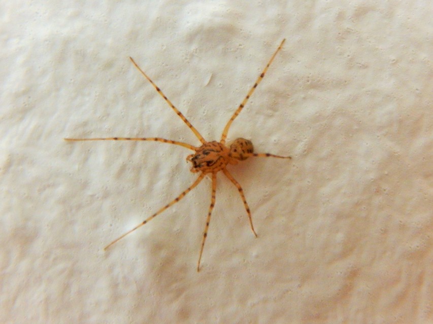 Scytodes thoracica - közönséges csupaszpók