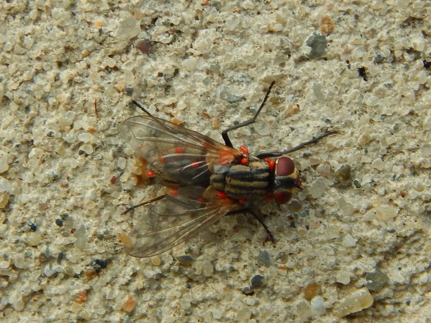 Sarcophaginae