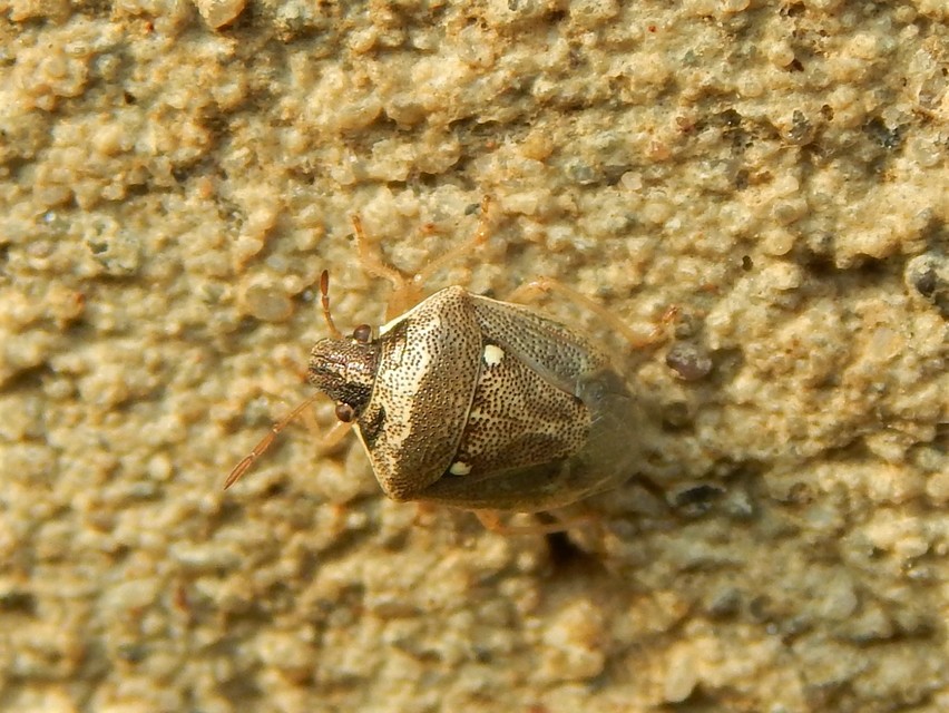 Eysarcoris ventralis - fakó feketefejű-poloska Eysarcoris ventralis - fakó feketefejű-poloska