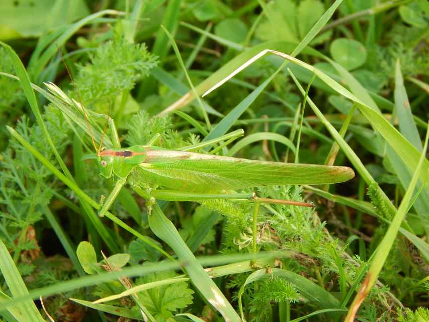 Tettigonia viridissima - zöld lombszöcske