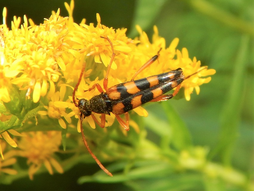 Strangalia attenuata - nyurgacincér