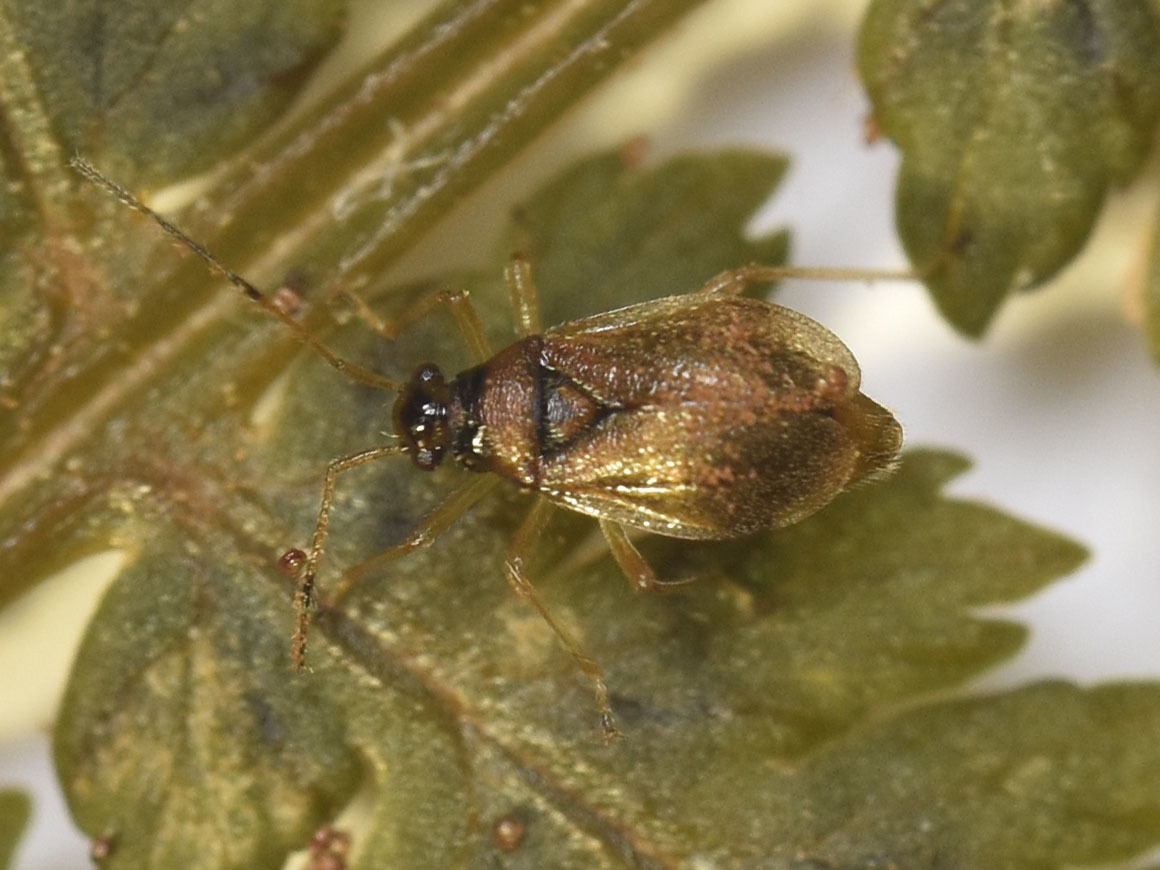 Bryocoris pteridis - harasztpoloska