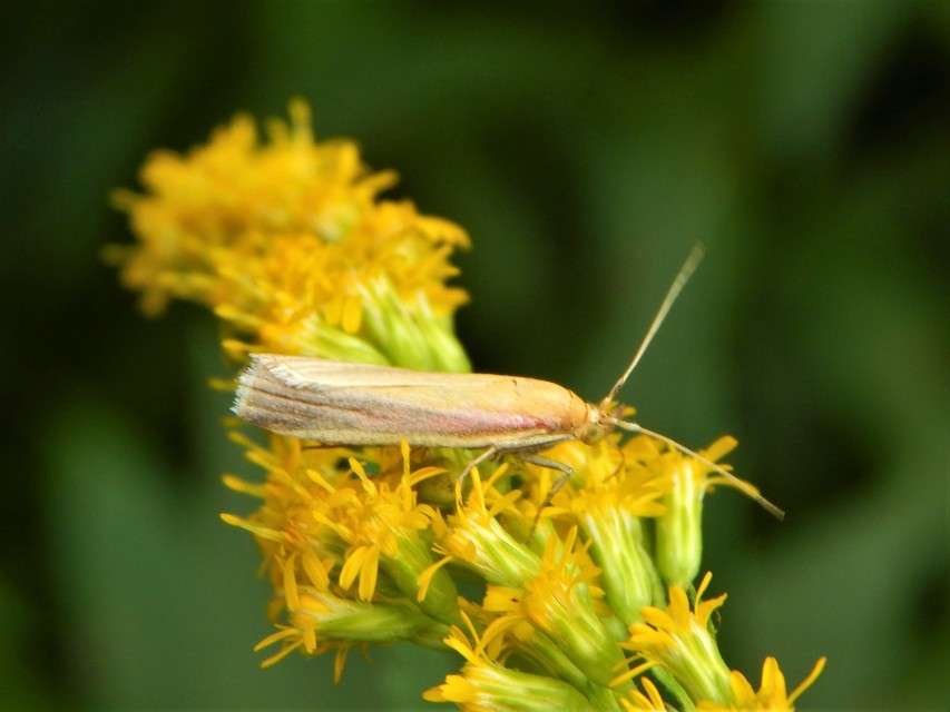 Oncocera semirubella - lucernamoly