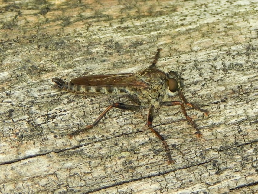 Asilinae