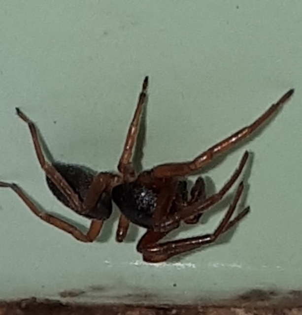 Cetonana laticeps