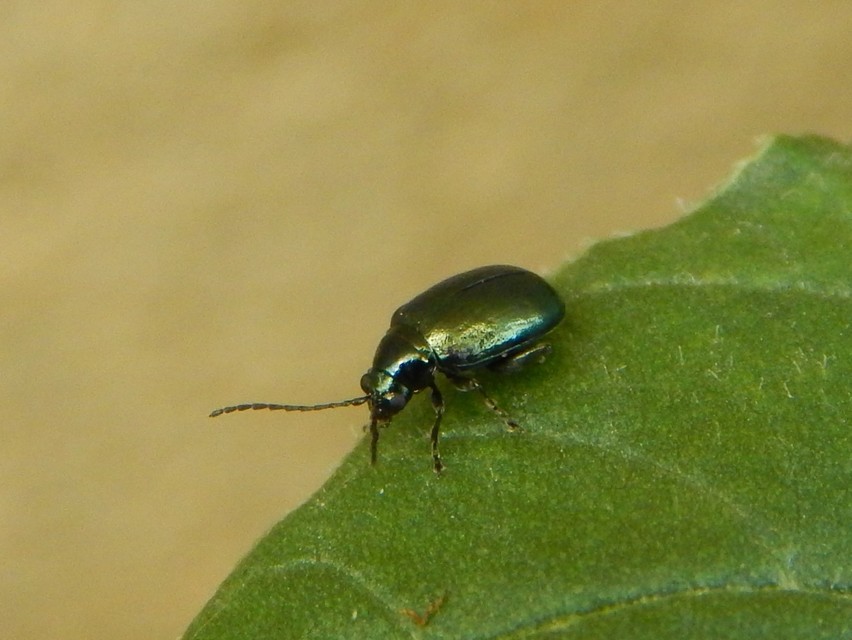 Altica