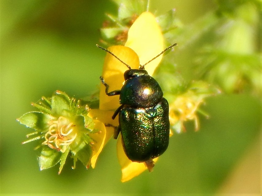 Cryptocephalus