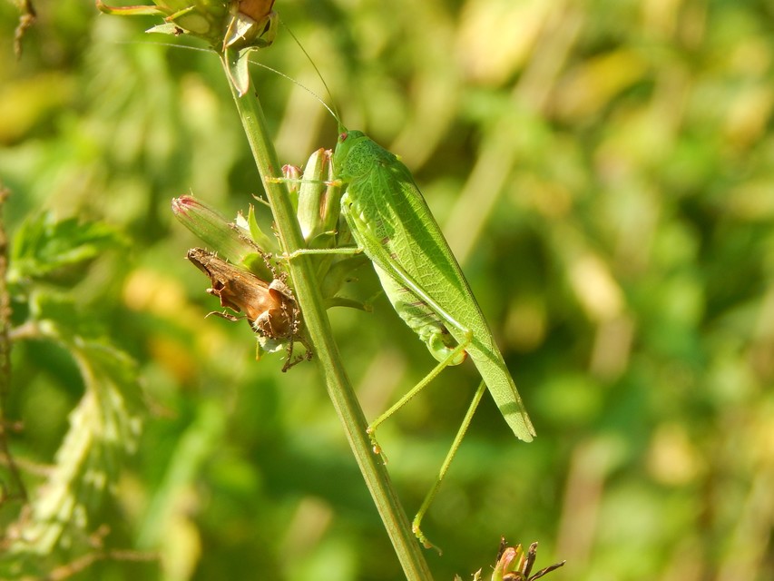 Phaneroptera nana - pontozott repülőszöcske