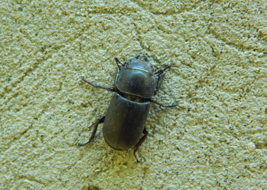 Dorcus parallelipipedus - kis szarvasbogár