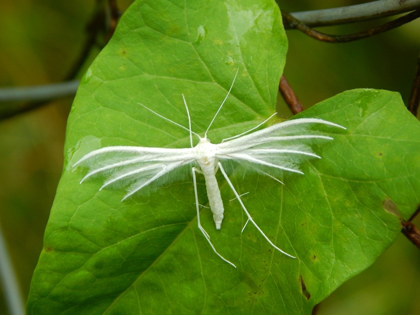 Pterophorus pentadactyla - fehér tollasmoly