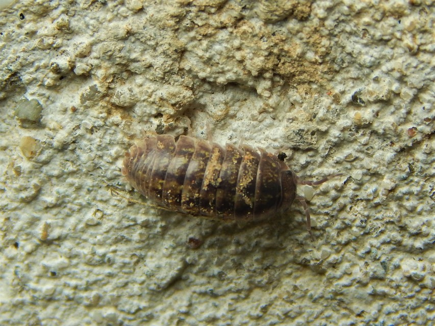 Armadillidium
