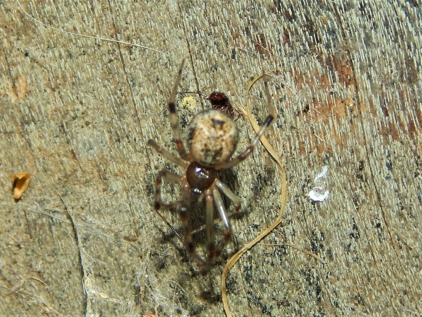 Parasteatoda tepidariorum - üvegházi törpepók