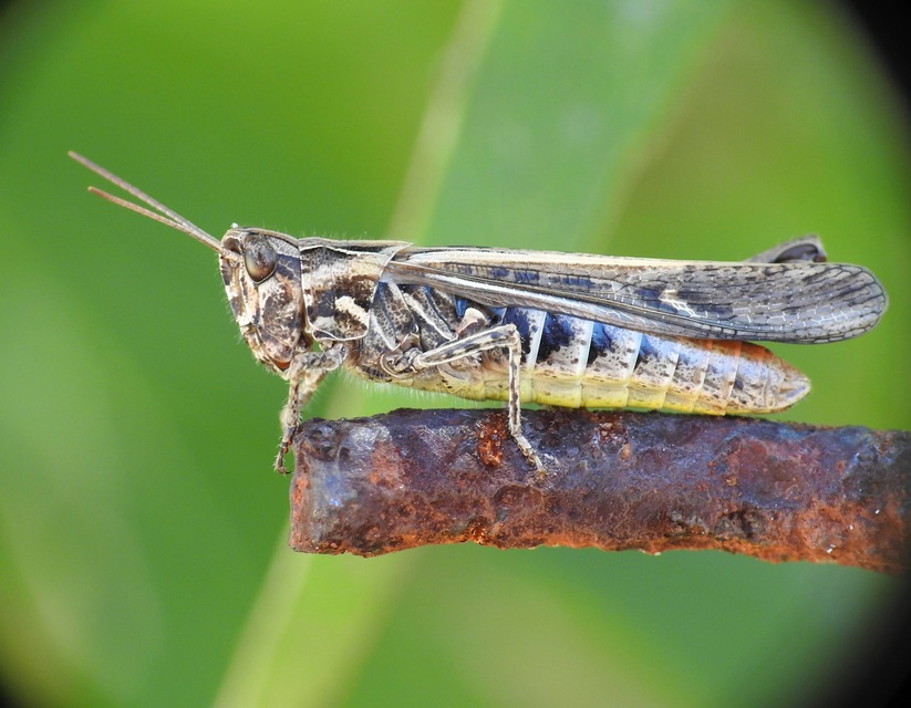 Chorthippus (Glyptobothrus) (subgenus)