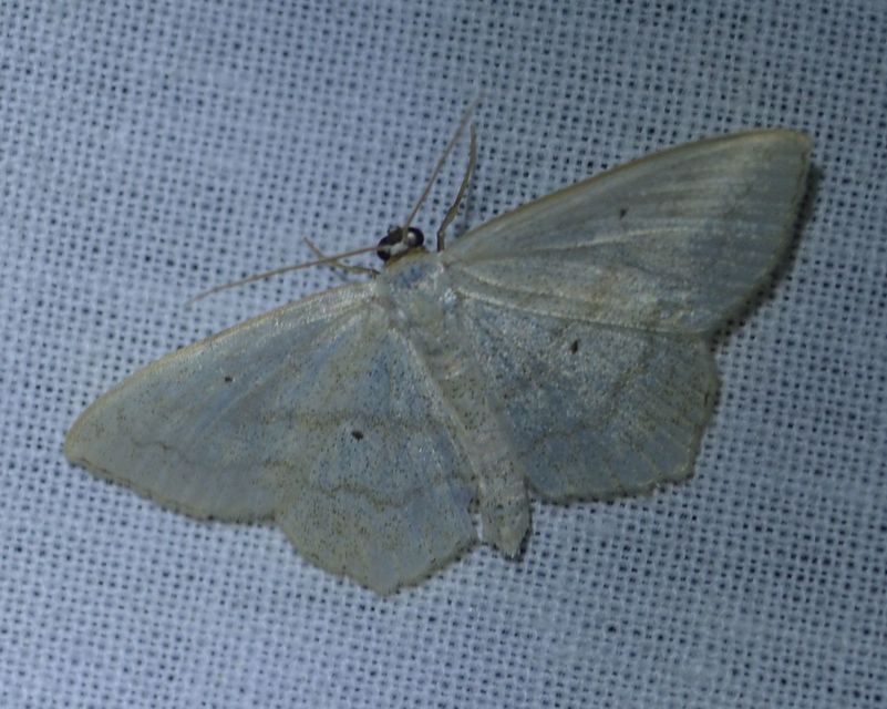 Scopula nigropunctata - feketepettyes araszoló