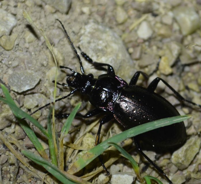 Carabus nemoralis - ligeti futrinka