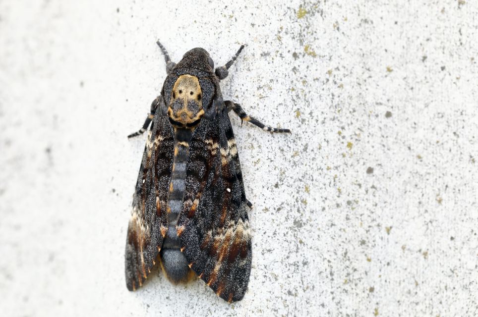 Acherontia atropos - halálfejes lepke