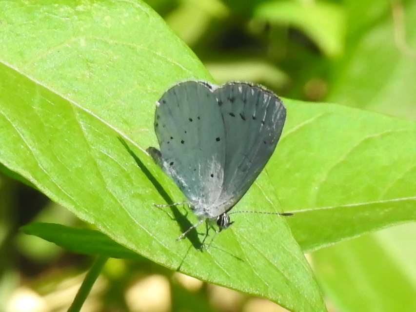 Celastrina argiolus - bengeboglárka