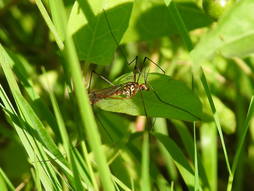 Nephrotoma scalaris