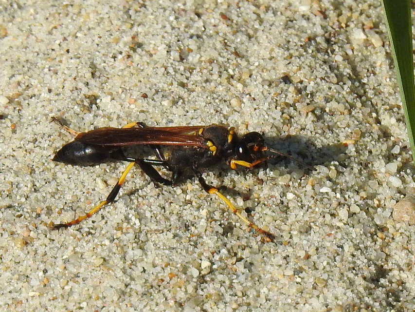 Sceliphron caementarium - feketenyelű lopódarázs