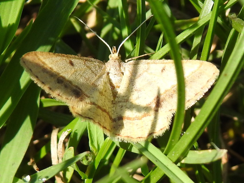 Tephrina arenacearia - lucerna-araszoló