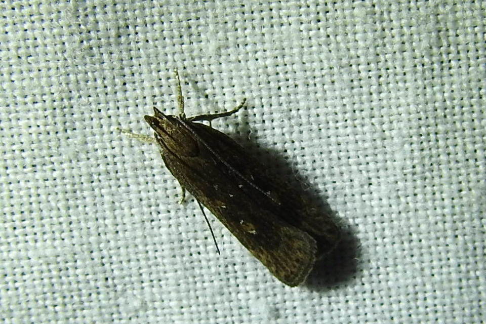Helcystogramma triannulella - szuláksodró lápimoly