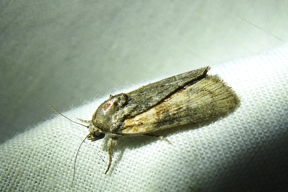 Bryophila raptricula/felina