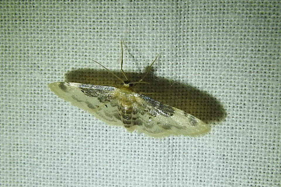 Idaea filicata - sötéttövű apróaraszoló