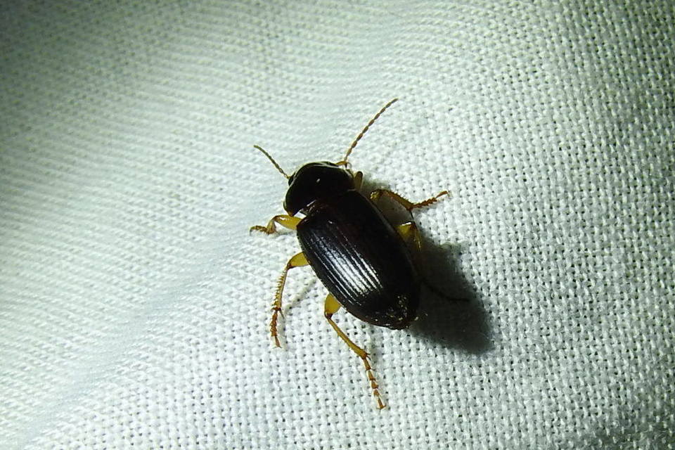 Harpalus griseus - kis selymesfutó