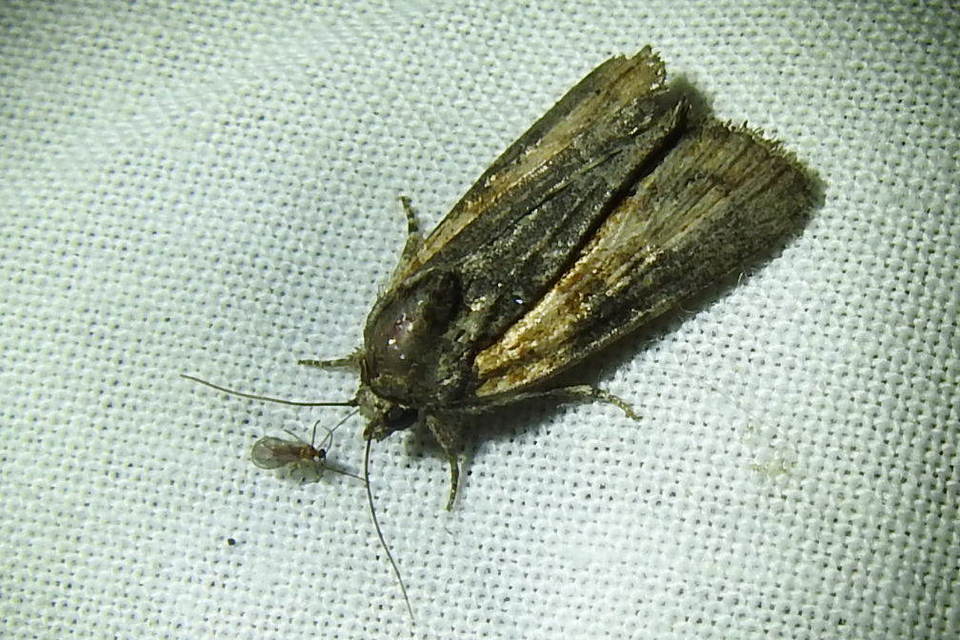 Bryophila raptricula/felina