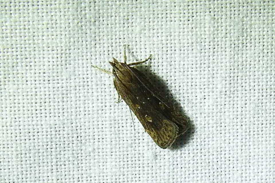 Helcystogramma triannulella - szuláksodró lápimoly