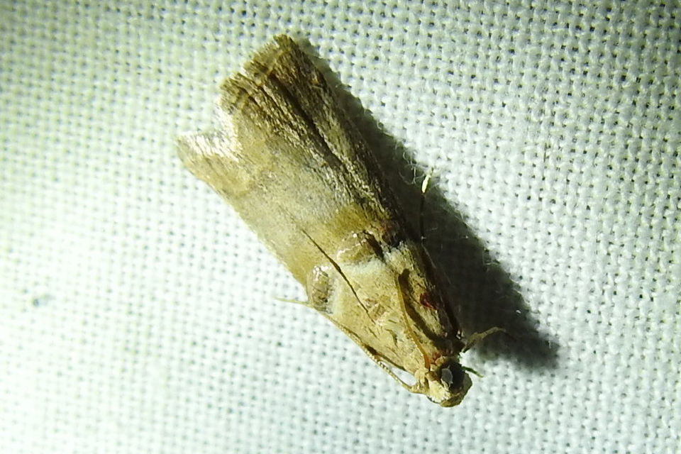 Acrobasis tumidana - bordás karcsúmoly