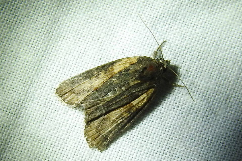 Bryophila raptricula/felina