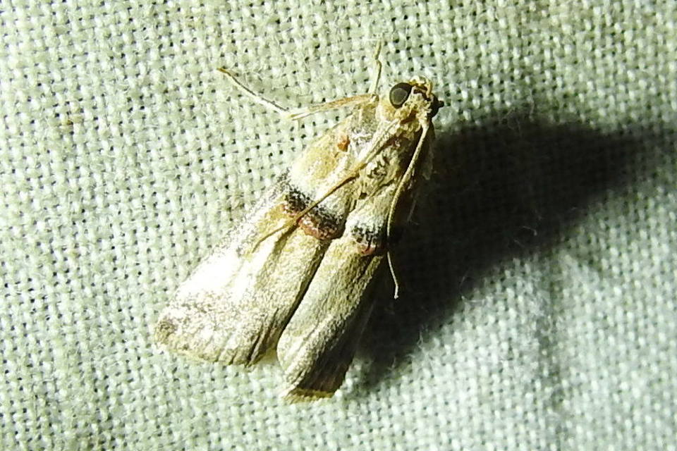 Acrobasis tumidana - bordás karcsúmoly