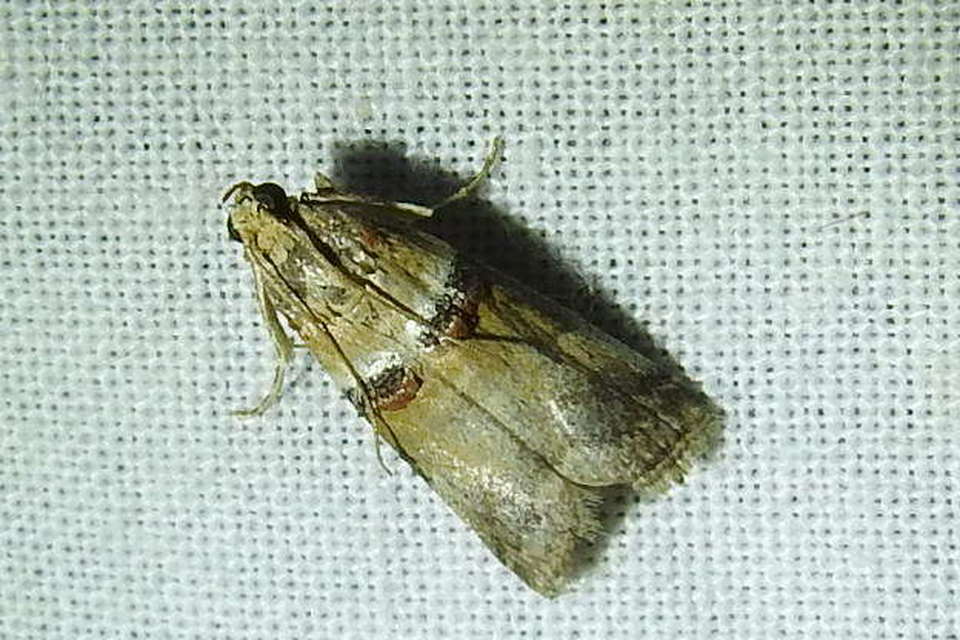 Acrobasis tumidana - bordás karcsúmoly