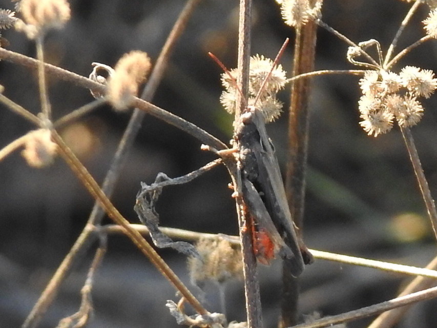 Omocestus rufipes - vöröshasú tarlósáska