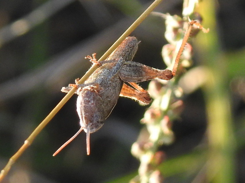 Omocestus rufipes - vöröshasú tarlósáska