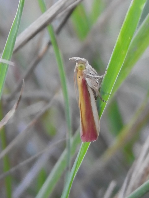 Oncocera semirubella - lucernamoly