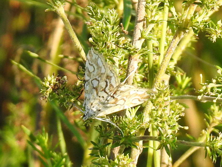 Elophila nymphaeata - tarka vízimoly