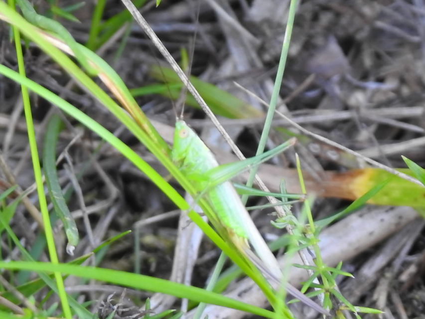 Conocephalus fuscus - kis kúpfejűszöcske