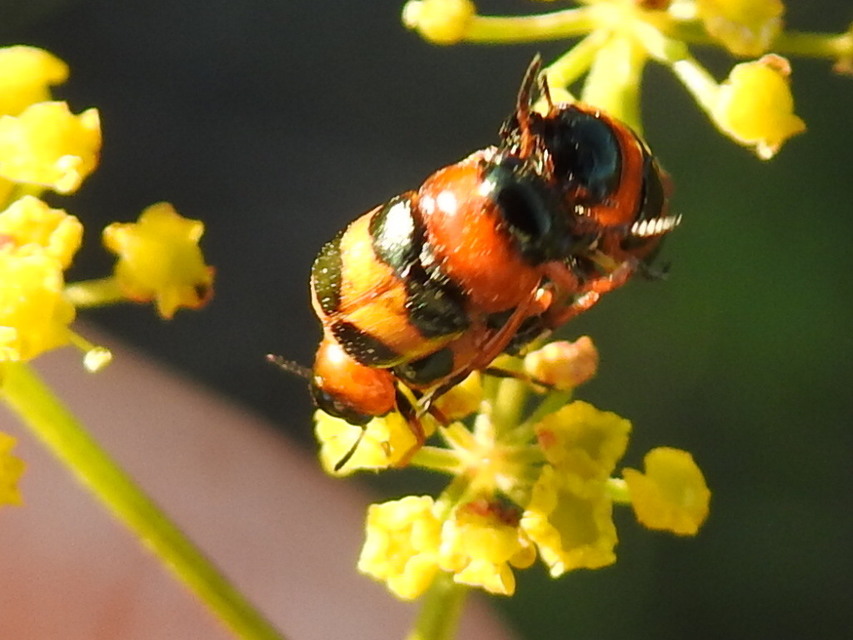 Coptocephala unifasciata - sárgalábú hullóbogár